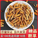 冬虫夏草断草虫草断草虫草断虫草自食10克送1克 营养滋补品 藏区精品大断草买100克送10克