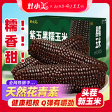 灶小美【内蒙古产地】黑糯玉米 225g*8根 粘糯甜苞米棒子 源头直发包邮