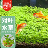 寿禾大对叶种子苗水草水培植物生态玻璃植物种籽 大对叶水草种子20g