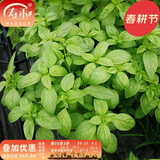 寿禾 罗勒种子蔬菜九层塔阳台四季食用春夏季香草植物种籽 九层塔种子 1g约1000粒