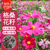 寿禾 格桑花种子种苗波斯菊花种籽 潍丰矮韵格桑花种子(矮秆型)1500粒