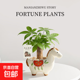马上发财树小盆栽办公室内桌面绿植招财树植物马年伴手礼小马摆件 胖胖发财树+小马陶瓷盆【送吊牌+铺面石】