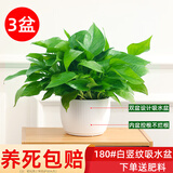 绿有意绿萝盆栽室内植物花卉绿植水培长藤垂吊大叶绿箩新房家用吸除甲醛 180白色罗马柱绿萝3盆+壶+10肥 带盆带土发货