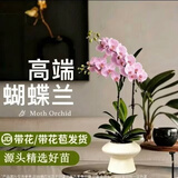 双盟中秋节送礼玫红双株蝴蝶兰带花苞易养兰花卉绿植盆栽瓷盆源头直发