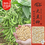 寿禾大豆种子苗黄豆种苗春季自种蔬菜种籽 中黄13大豆种子3斤