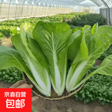 现摘毛白菜 新鲜脆嫩小白菜 露天种植 当季时令青菜包邮 安徽小白菜2斤（净重1.6斤）