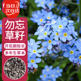 寿禾 勿忘我种子苗家庭盆栽种植花卉种籽 潍丰寿艺勿忘我种子2500粒