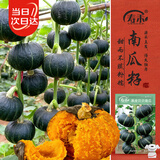 寿禾贝贝南瓜种子苗板栗瓜中果型菜瓜种籽 潍丰黑皮贝贝南瓜种子20粒