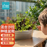 IAM City Farmer盆栽蔬菜DIY种植趣味盆栽阳台种植可食用果蔬种子健康好种10101