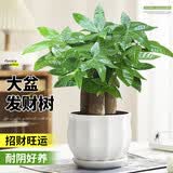 花翁大盆三杆发财树绿植盆栽招财植物办公室内开业盆景金钱树源头直发