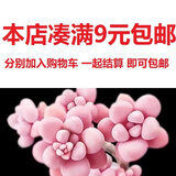 忆润蝶多肉植物带盆绿植花卉盆栽贵货老桩群生玉树玉露仙人掌肉肉 桃蛋老桩双头5-6cm【包成活】【限购1颗】