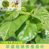 沃绣 【当天发货】新鲜桑叶 现摘大小蚕嫩桑叶新鲜大桑叶养蚕宝宝食物 新鲜桑叶1斤/送1龄彩色蚕20条