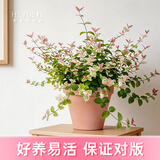 海蒂的花园花叶络石四季常绿好养观叶垂吊植物阳台室内绿植盆栽源头直发包邮 花叶络石14cm 含盆