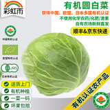 彩虹雨北京有机农场有机圆白菜500g有机甘蓝蔬菜生鲜自有农场直发