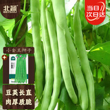 北蔬四季豆种子苗红花四季阳台盆栽豆角菜籽 四季豆小金豆种子20gx2包