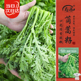 寿禾茼蒿种子苗小叶皇帝菜细叶蔬菜种籽  潍嫩7号茼蒿种子15g约6300粒