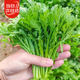 寿禾茼蒿种子种苗春季小叶青菜家庭蔬菜种籽 潍丰潍嫩7号茼蒿种子95g