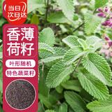 寿禾 薄荷种子苗可食用香草植物盆栽种植 潍丰食用香薄荷种子1200粒