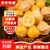 云南姑娘果新鲜水果当季生鲜黄菇娘灯笼果酸甜源头直发京东包邮 【带箱0.5斤】净重200g