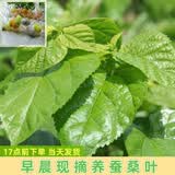 沃绣 【当天发货】新鲜桑叶 现摘大小蚕嫩桑叶新鲜大桑叶养蚕宝宝食物 新鲜桑叶1斤/送结茧网