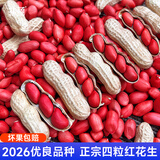 北蔬 花生种子原种新品种产高黑花生红皮四粒红农科院种籽 四粒红皮花生种子 1斤【带壳】