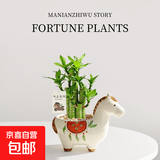 马上发财树小盆栽办公室内桌面绿植招财树植物马年伴手礼小马摆件 富贵竹+小马陶瓷盆【送吊牌+铺面石】