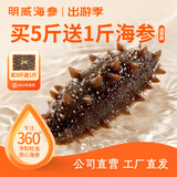 明威海参 鲜食即食海参刺参 鲜活加工独立包装单个装开袋即食冷冻海鲜礼盒 10-12头（1斤 ）