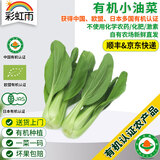 彩虹雨  北京农场有机上海青小油菜250g 欧盟认证有机蔬菜生鲜自有农场
