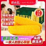灶小美【内蒙古产地】黄糯玉米棒 250g*8根 直抽 源头直发包邮