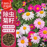 寿禾除虫菊种子苗混色多年生庭院花卉种籽 除虫菊种子12g约4800粒
