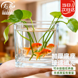 寿禾 透明水培玻璃瓶花盆种球方形加厚种植杯  10*10cm方形水培玻璃瓶