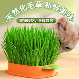 憨憨乐园猫草种子水培猫薄荷去毛球天然猫草盆种植套装猫咪