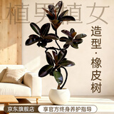 植男植女多支造型黑金刚橡皮树真大型盆栽客厅绿植1.6-1.8圆球盆源头直发