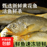 (新货)深海黄花鱼新鲜正宗海捕深海黄鱼海鲜速冻黄鱼清蒸级别冻鱼 4-5两/条 一条尝鲜装