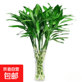 富贵竹水培植物室内招财绿植插瓶插花净化空气办公桌面转运竹 富贵竹65cm10支