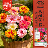 寿禾重瓣太阳花种子大花盆栽花种籽 混色重瓣太阳花种子约8000粒x3包