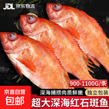 深海红石斑鱼特大海捕鲜活冷冻整条富贵鱼红鱼大眼鱼鱼类海鲜水产 特大2斤/条*4条