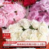 京东鲜花玫瑰花20枝随机1色或多色教师节送花礼物山东基地长40cm源头直发
