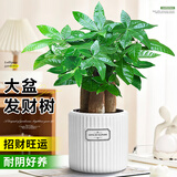 花翁大盆三杆发财树绿植盆栽招财植物办公室内开业盆景金钱树源头直发
