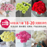 悦多彩优质水养鲜切花 母亲节三八节花束 昆明基地现采直发顺丰生活鲜花 康乃馨 20支 （随机色）