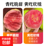 奶油白心红心芭乐 新鲜软糯低卡低热量轻食首先水果 广东2斤带箱（红心）单果100g起净重1.8斤
