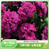 虹越进口矮牵牛种子 萌吖吖系列花园阳台易种可垂吊花卉种子 重瓣矮牵牛 双瀑布酒红色