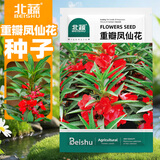 北蔬 花种子苗四季开重瓣凤仙室内室外栽种 重瓣凤仙花种子约100粒