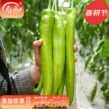 寿禾 牛角椒辣椒种子青椒羊角型大果尖椒早熟寿光春夏季菜种籽菜籽 尖椒杂交种子约300粒