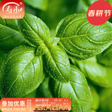 寿禾 罗勒种子蔬菜九层塔阳台四季食用春夏季香草植物种籽 罗勒种子 3g（1gx3包）