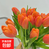 进口荷兰水培郁金香种球室内室外水养花卉植物盆栽四季耐寒五度球 橙色5球（周长8-10cm）+营养液