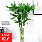 富贵竹水培植物室内招财绿植插瓶插花净化空气办公桌面转运竹 富贵竹70cm10支