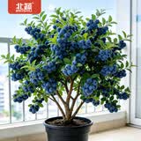 北蔬各种果树苗大全无花果百香果人参果南北方种植新品种 蓝丰蓝莓树苗（6年苗）1棵