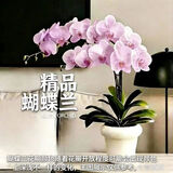 双盟粉色双株蝴蝶兰带花苞易养兰花卉四季开花绿植盆栽米色盆源头直发