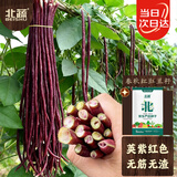 北蔬 红皮豆角种子苗夏秋季室外易种植长豇豆种籽 春秋红豇豆种子100g